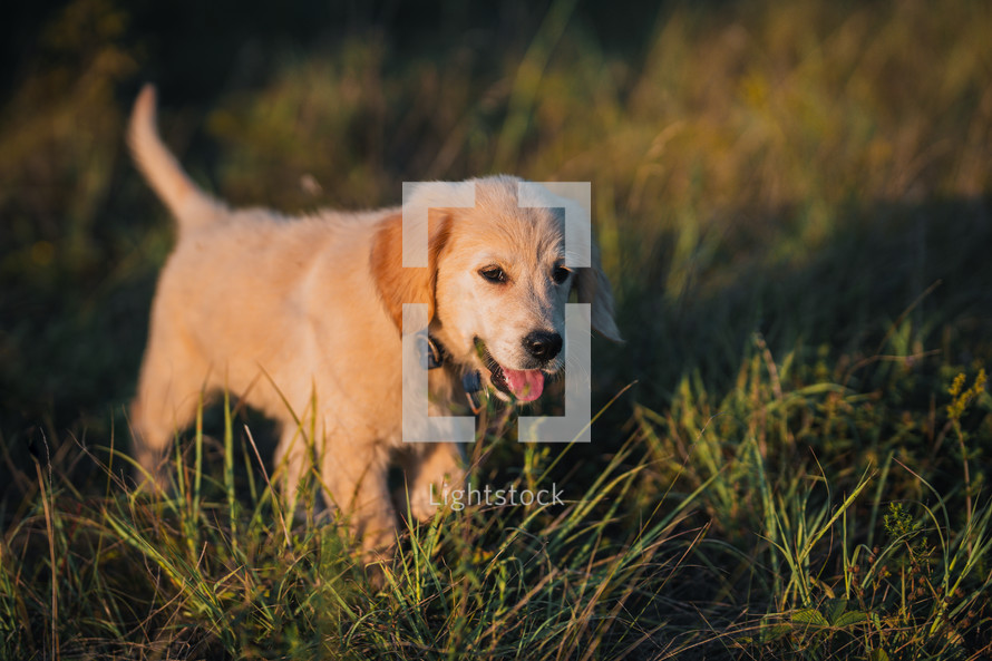 Amazing Portrait Of Adorable Golden Retriever Puppy On Summer Golden Hour Nature. Tiny dog, cute lovely pet, new member of family