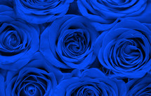 blue roses background 