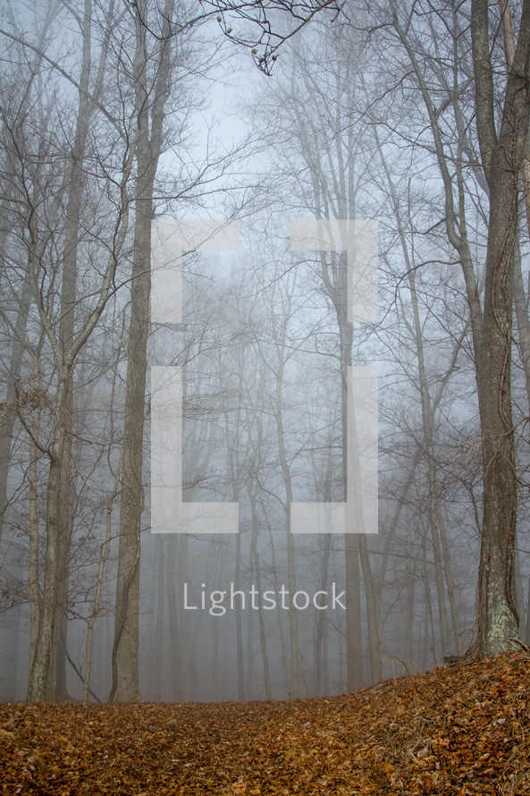 dense fog in a forest 