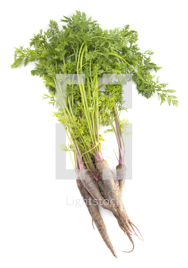 purple carrots on a white background 
