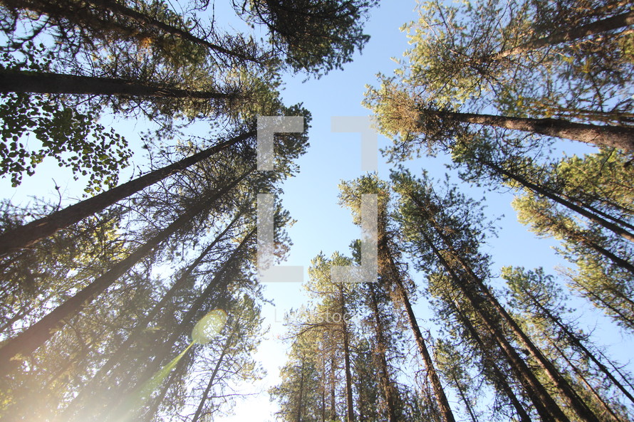 looking up at the tops of pine trees 