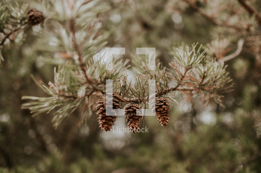 pine cones on a pine branch 