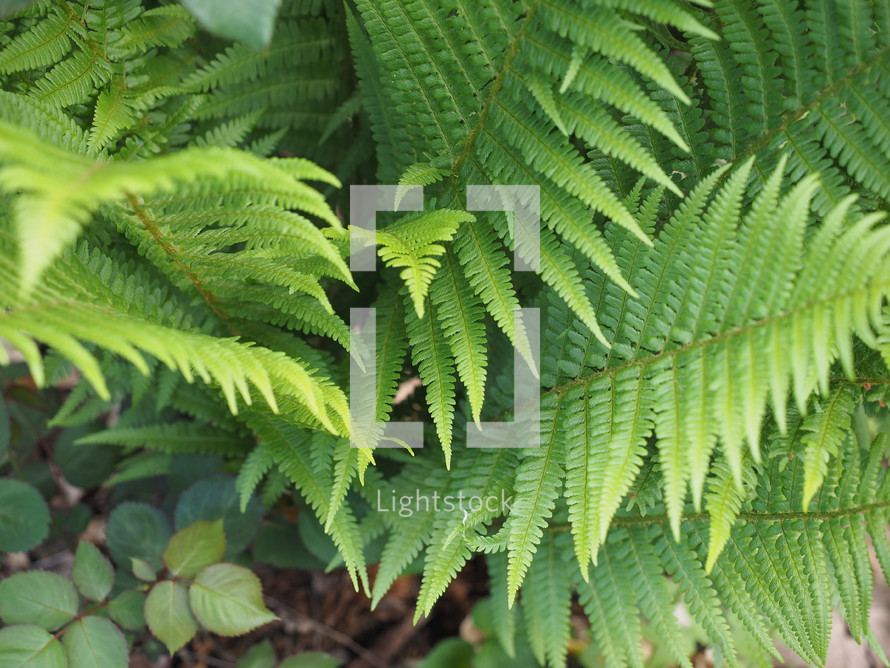 green fern (Leptosporangiate ferns) plant leaves useful as a background