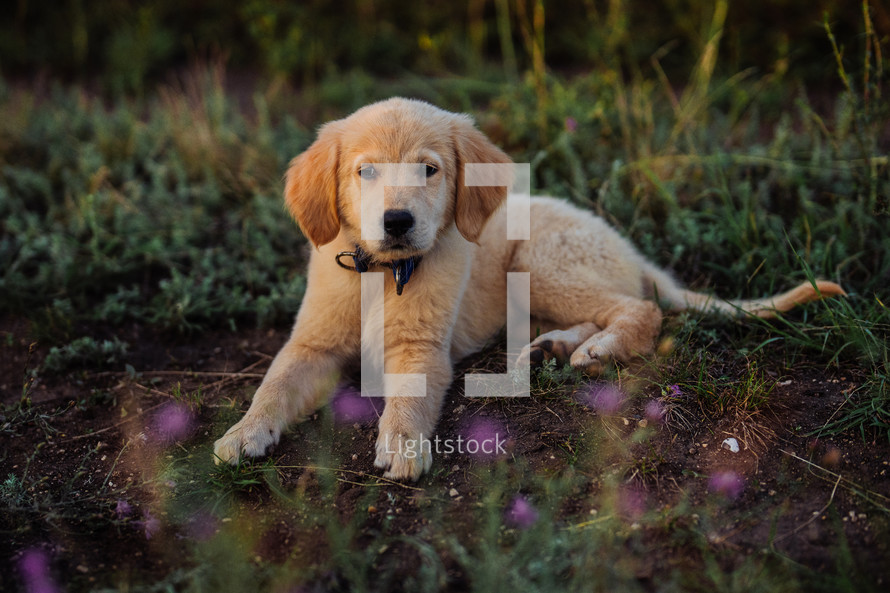 Amazing Portrait Of Adorable Golden Retriever Puppy On Summer Golden Hour Nature. Tiny dog, cute lovely pet, new member of family