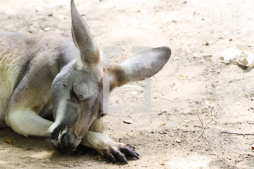 sleeping kangaroo 