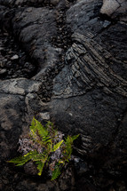 fern growing in volcanic rock 