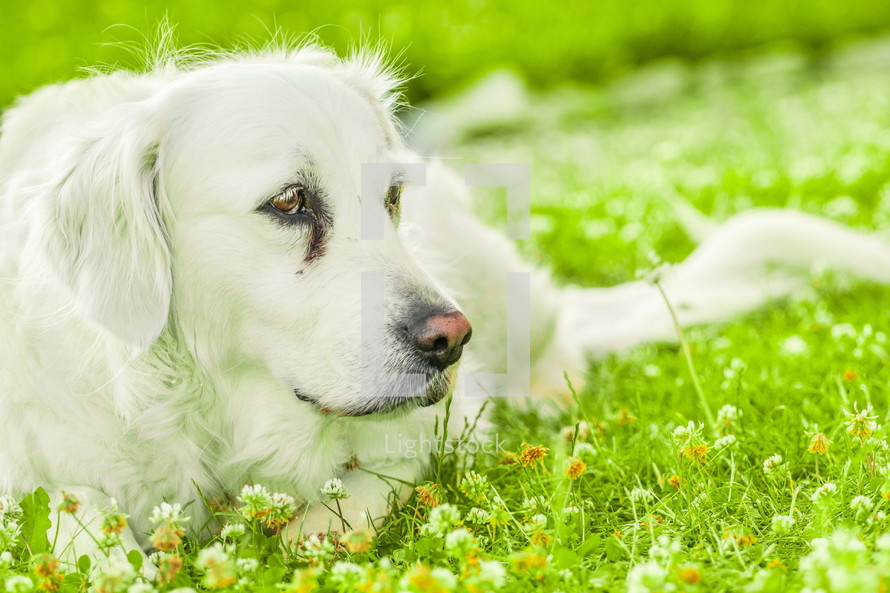 A dog lying in the grass. 