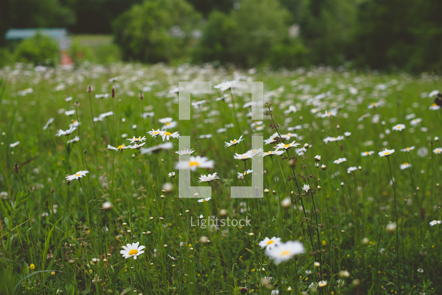 white daisy in a meadow 
