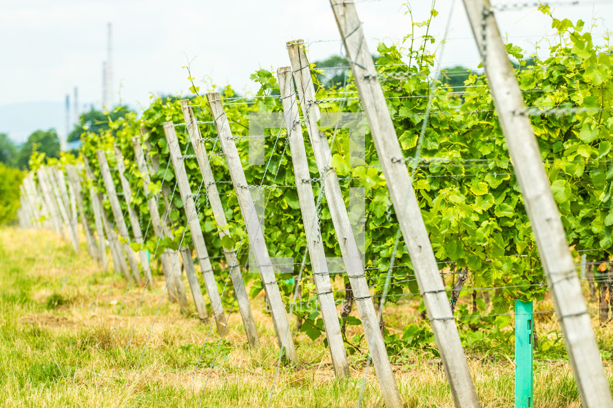A fence around a vineyard. 