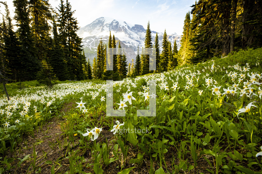 View of Mount Rainier and meadow 