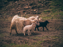 wooly sheep 