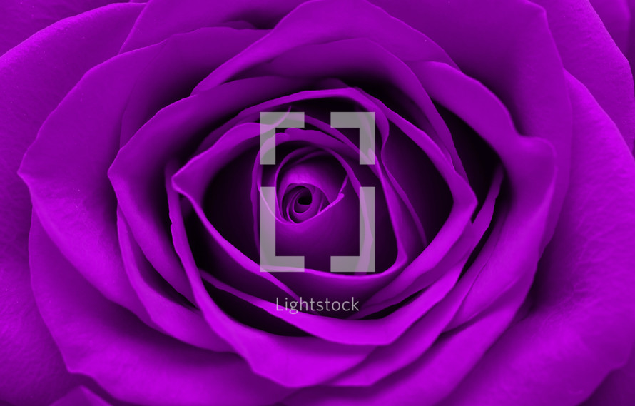 purple rose closeup 