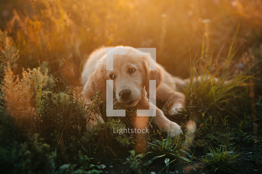 Fluffy Sweet Golden Retriever Puppy. Wonderful Summer Backdrop Pedigree mini pup