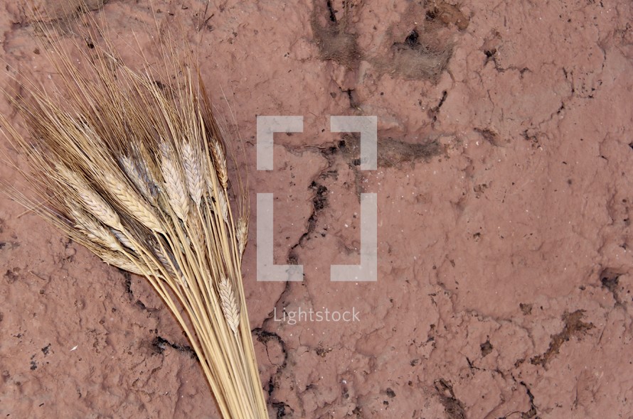 Stalks of wheat against textured clay wall 