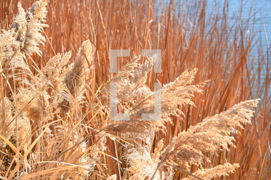 reeds and brown grasses along a lake shore 