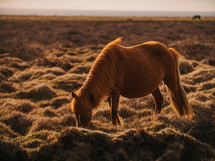 wild horses on a bumpy landscape 
