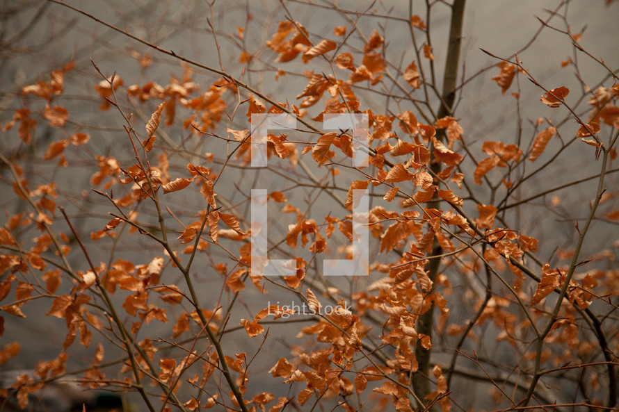 fall leaves on tree branches 