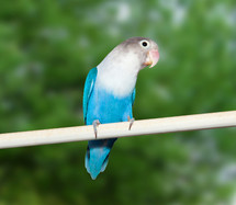 Blue budgerigar (Fischer's Lovebird Clarified blue morph) on nature background