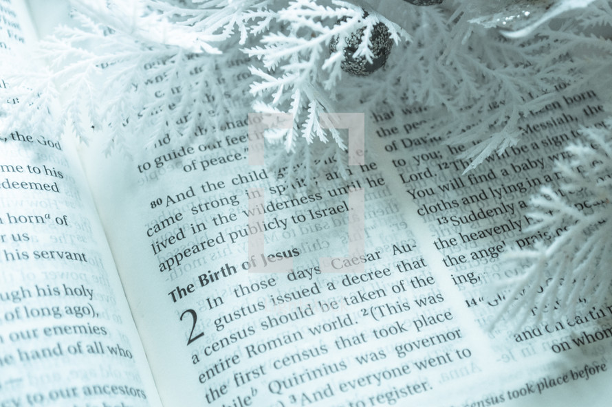 white Christmas greenery on the pages of a Bible 