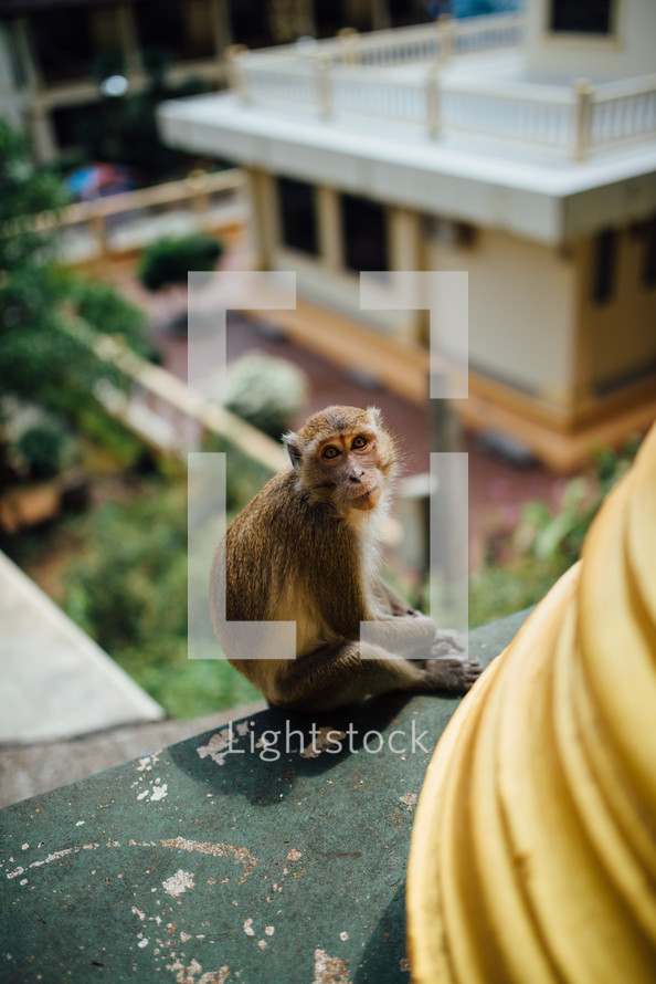 monkey on a temple 
