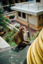 monkey on a temple 