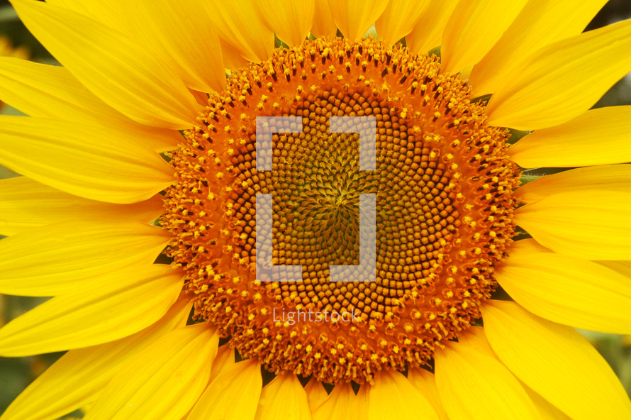 yellow sunflower closeup 