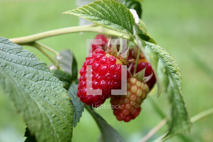 Raspberry on a vine.