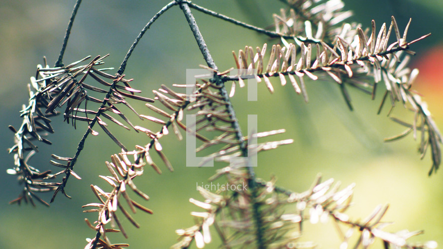 Pine needles on a limb.