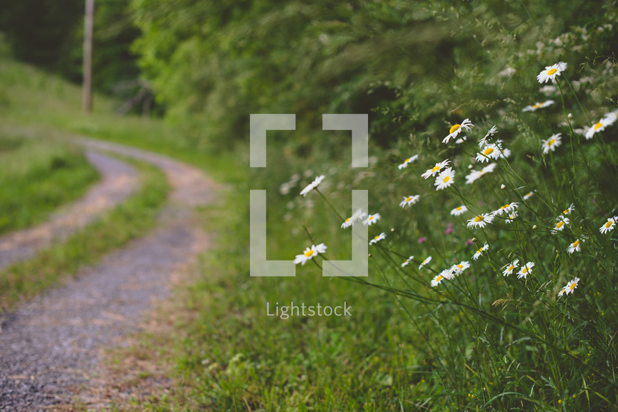 white daisies along a gravel road 