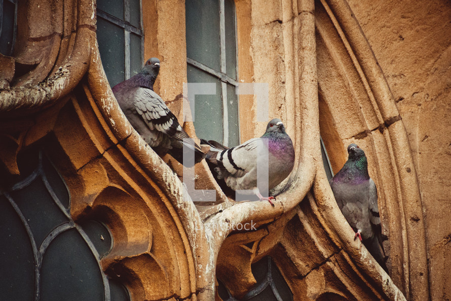 pigeons on a church window in Oxford 