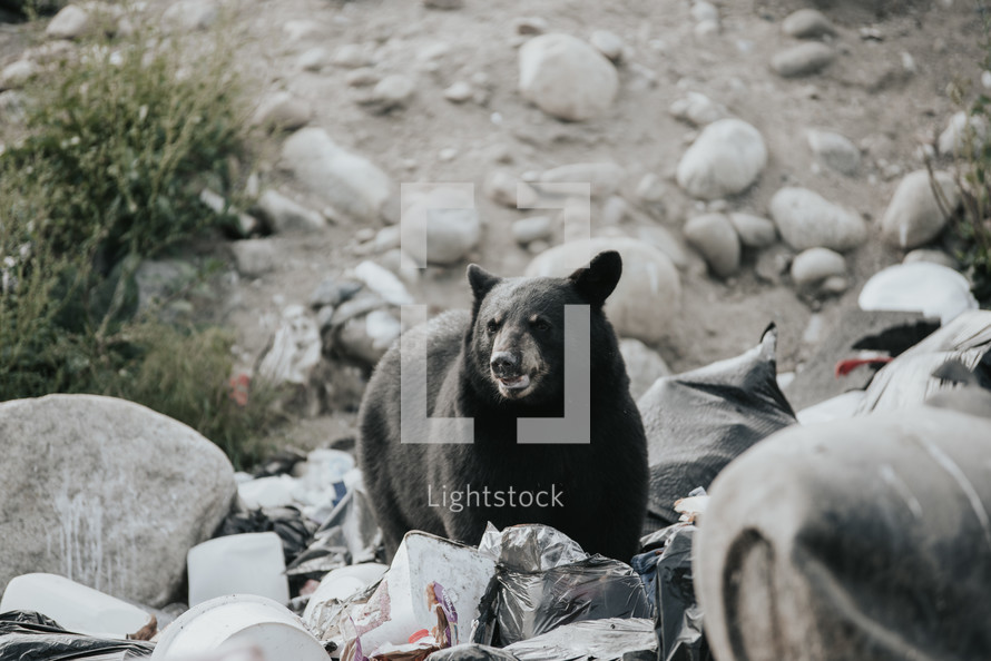 bear digging through trash 