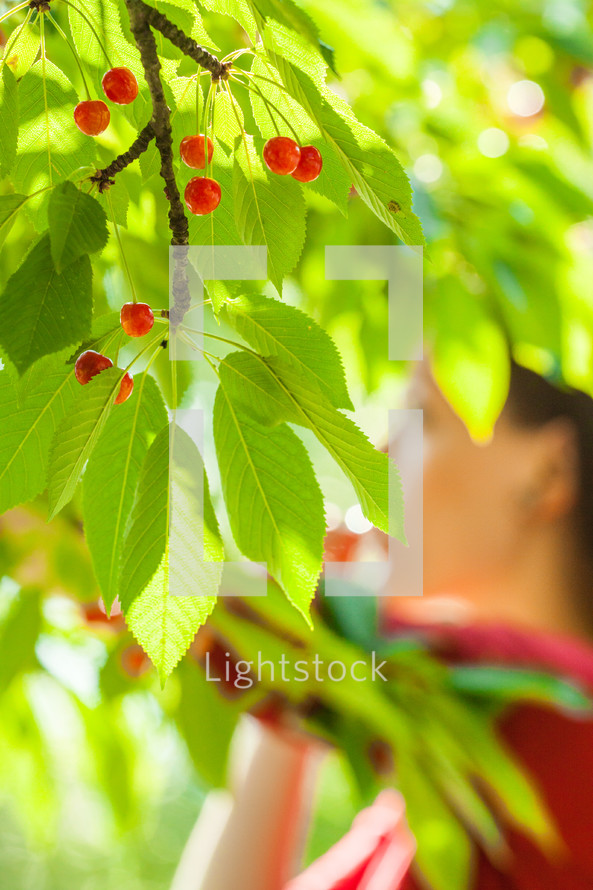 Red berries and green leaves on a tree.