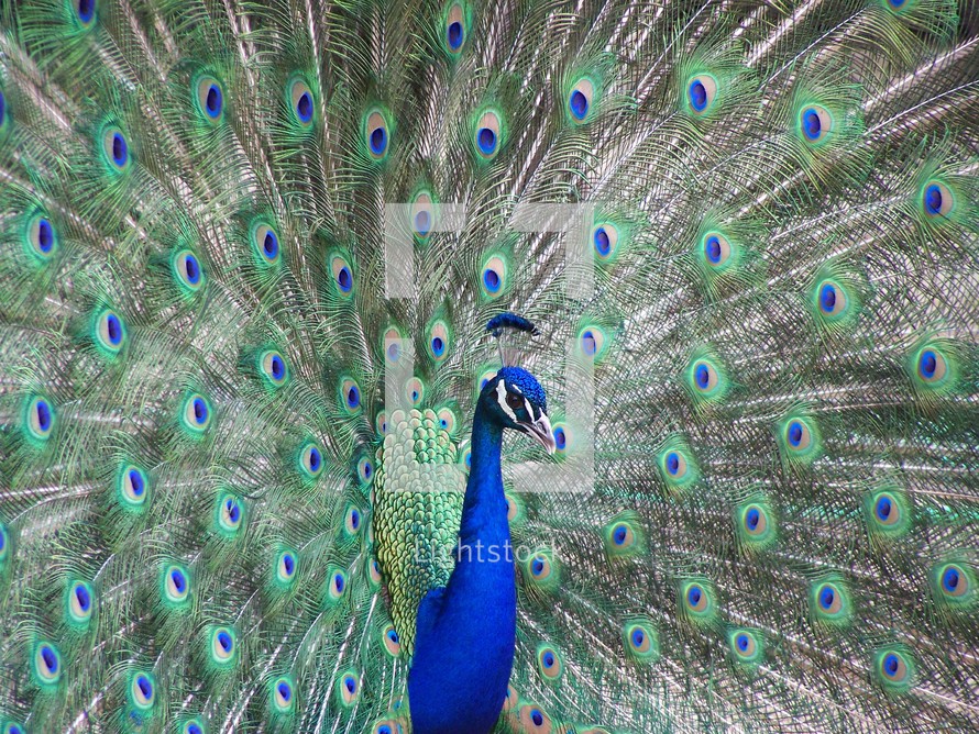 Prideful Peacock