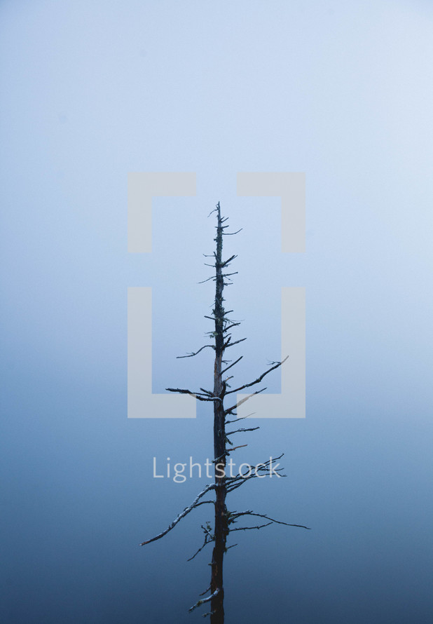 a bare tree in fog 
