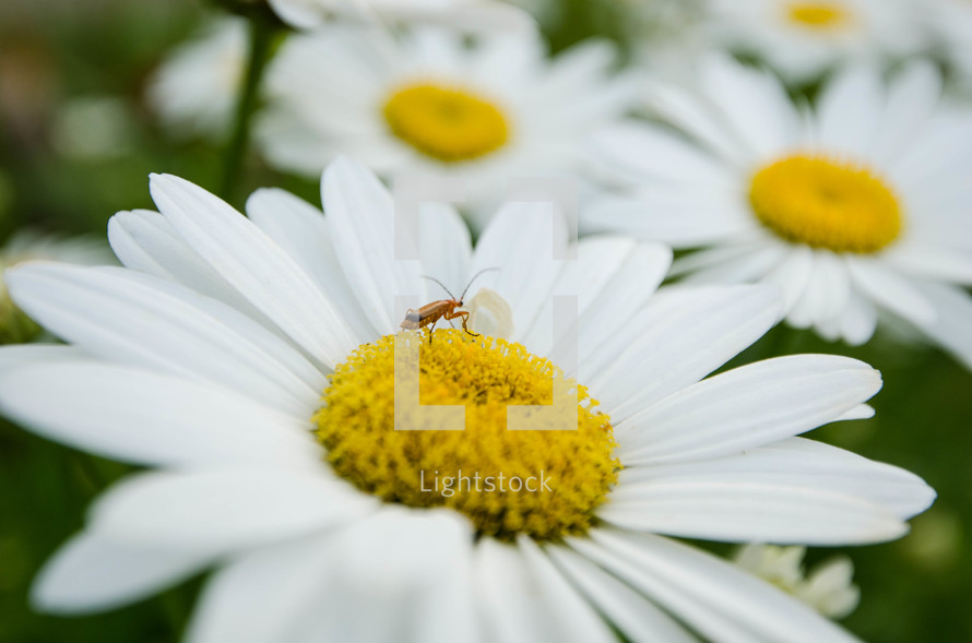 bug on a daisy