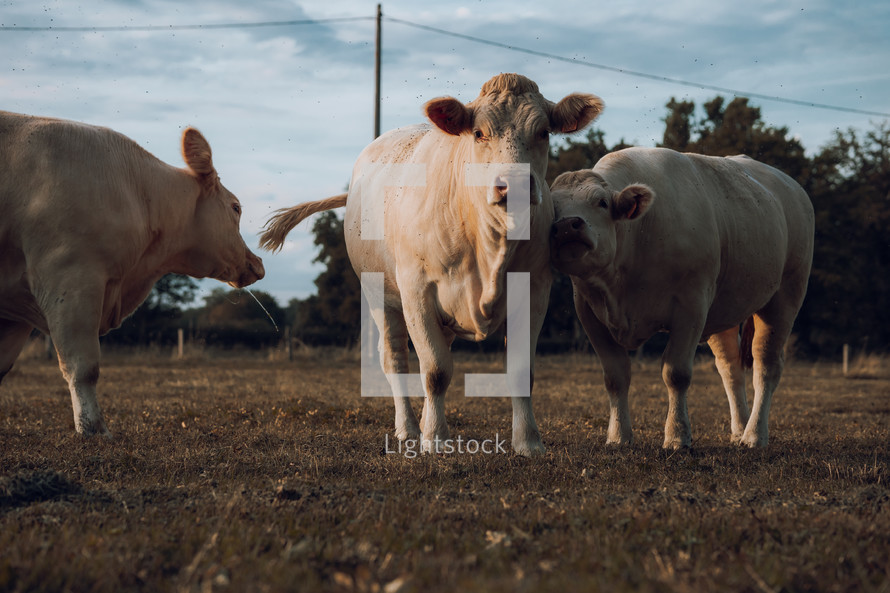Three white cows in a field