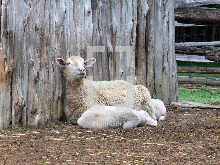 A mother sheep watches over its baby as it sleeps against the side of a wooden barn in rural Virginia on a farm. 