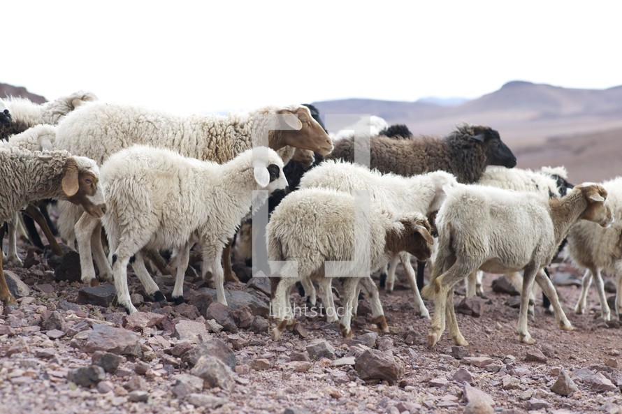 The Parable Of The Lost Sheep