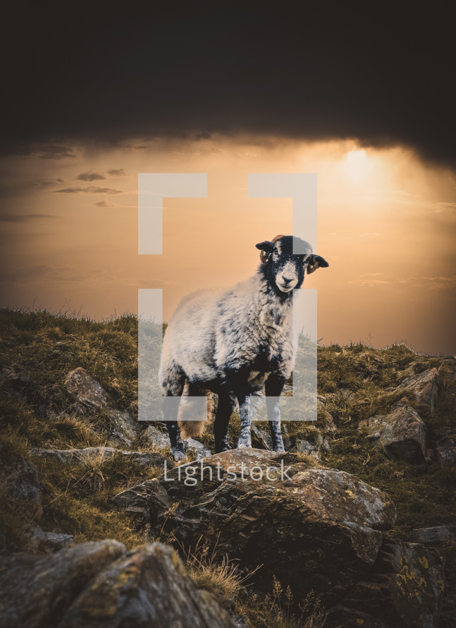 a sheep standing on a mountaintop with a dramatic sky 