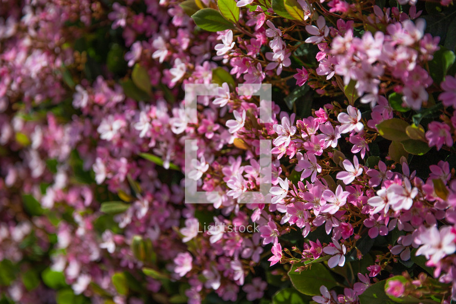 pink spring flowers 