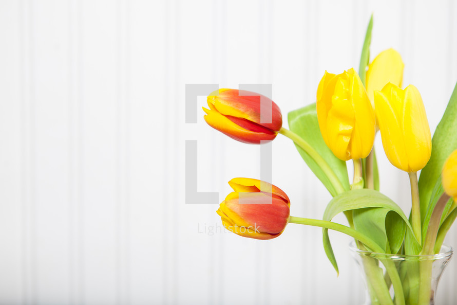 Fresh Tulips in Vase