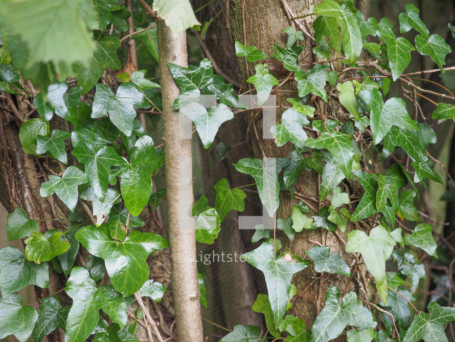 Ivy (Hedera) plant useful as a background