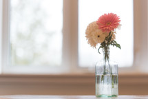 Gerber daisies in a vase 