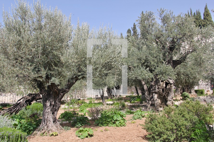 Ancient Olive Trees in the Garden of Gethsemane, Jerusalem