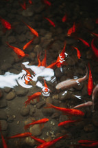 koi fish in a koi pond 