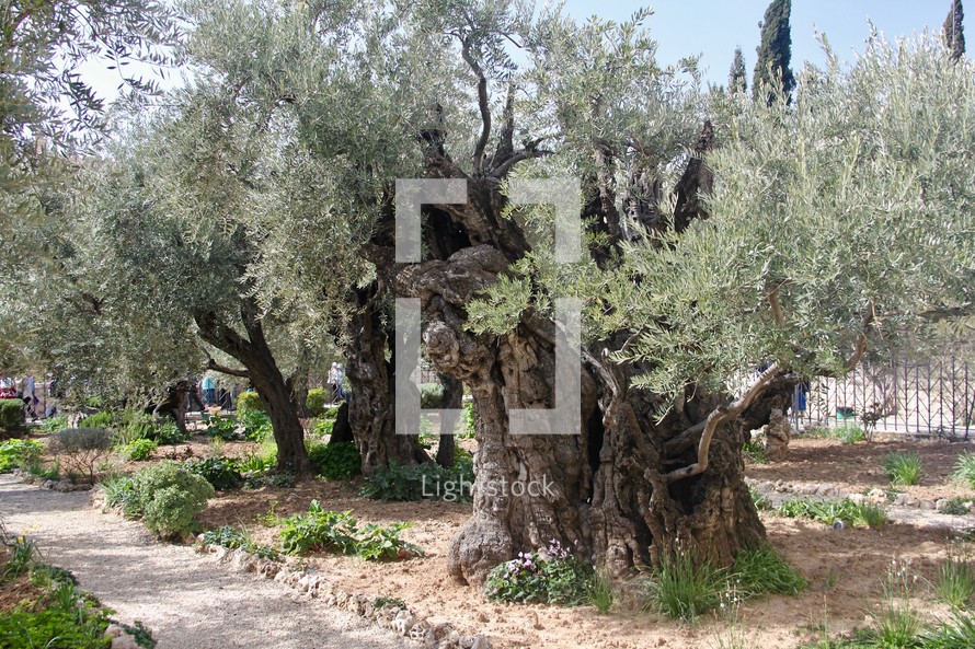 Ancient Olive Trees in the Garden of Gethsemane 
