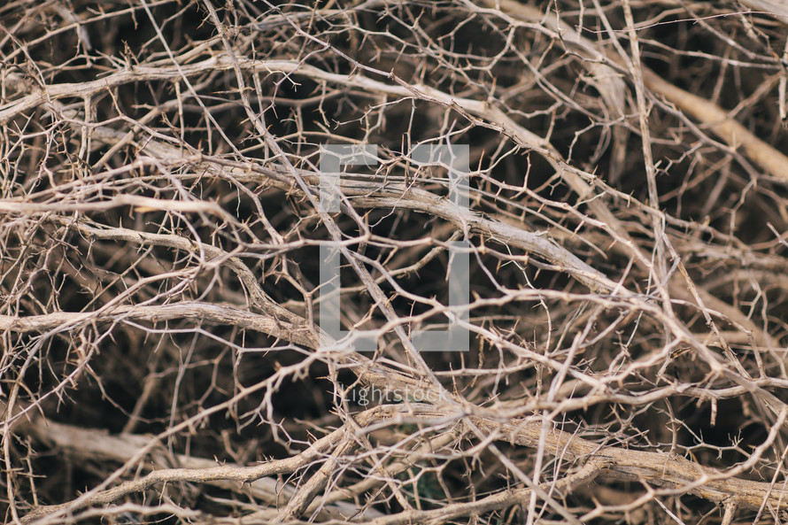 pile of dry bare branches and twigs 
