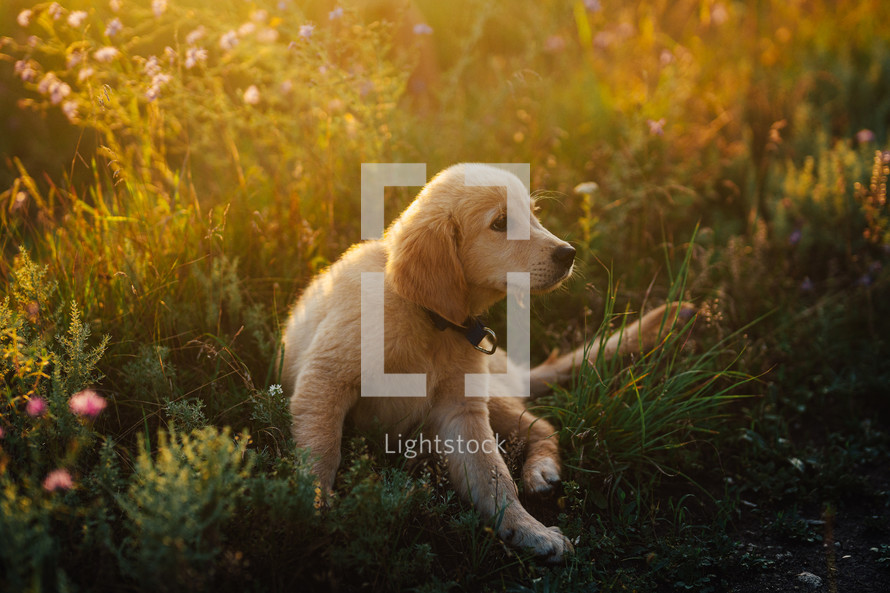 Amazing Portrait Of Adorable Golden Retriever Puppy On Summer Golden Hour Nature. Tiny dog, cute lovely pet, new member of family