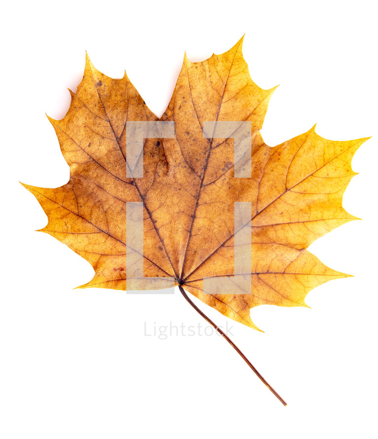 golden fall leaf 