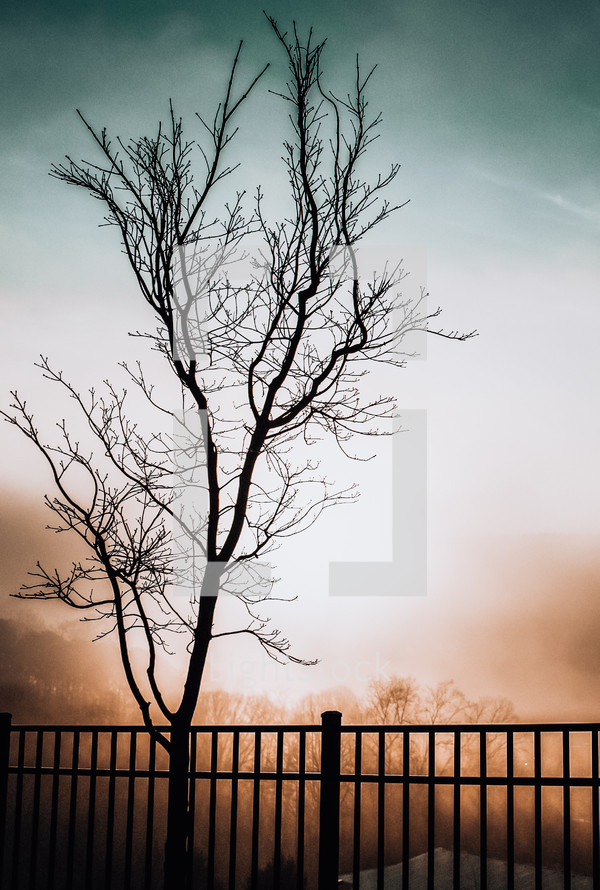 bare tree in fog 